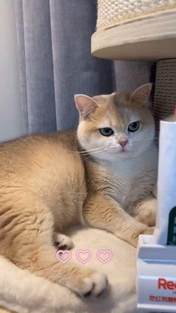 小猫沉浸式吃瓜,一场猫界的热闹“瓜田” 第1张 小猫沉浸式吃瓜,一场猫界的热闹“瓜田” 第1张